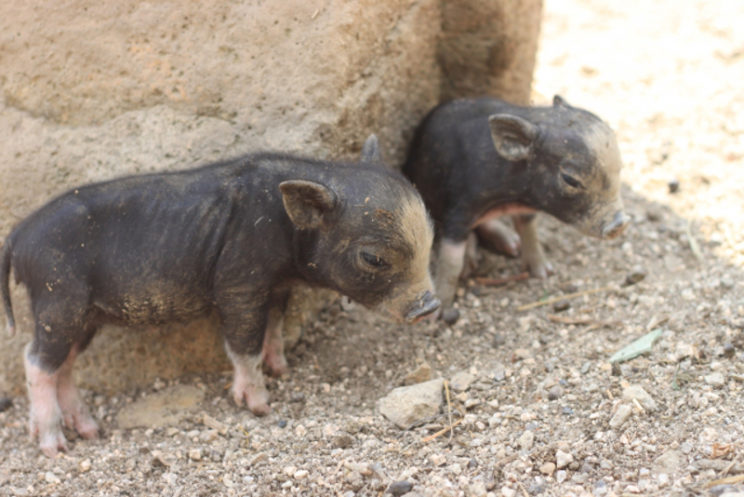 鹿児島で豚ふんバイオガス化システムの実証試験